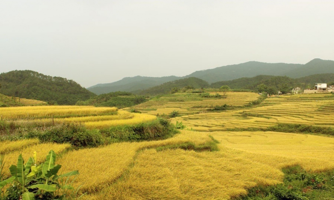 Sắp diễn ra lễ hội "Mùa vàng vùng cao Đại Dực" tại Quảng Ninh